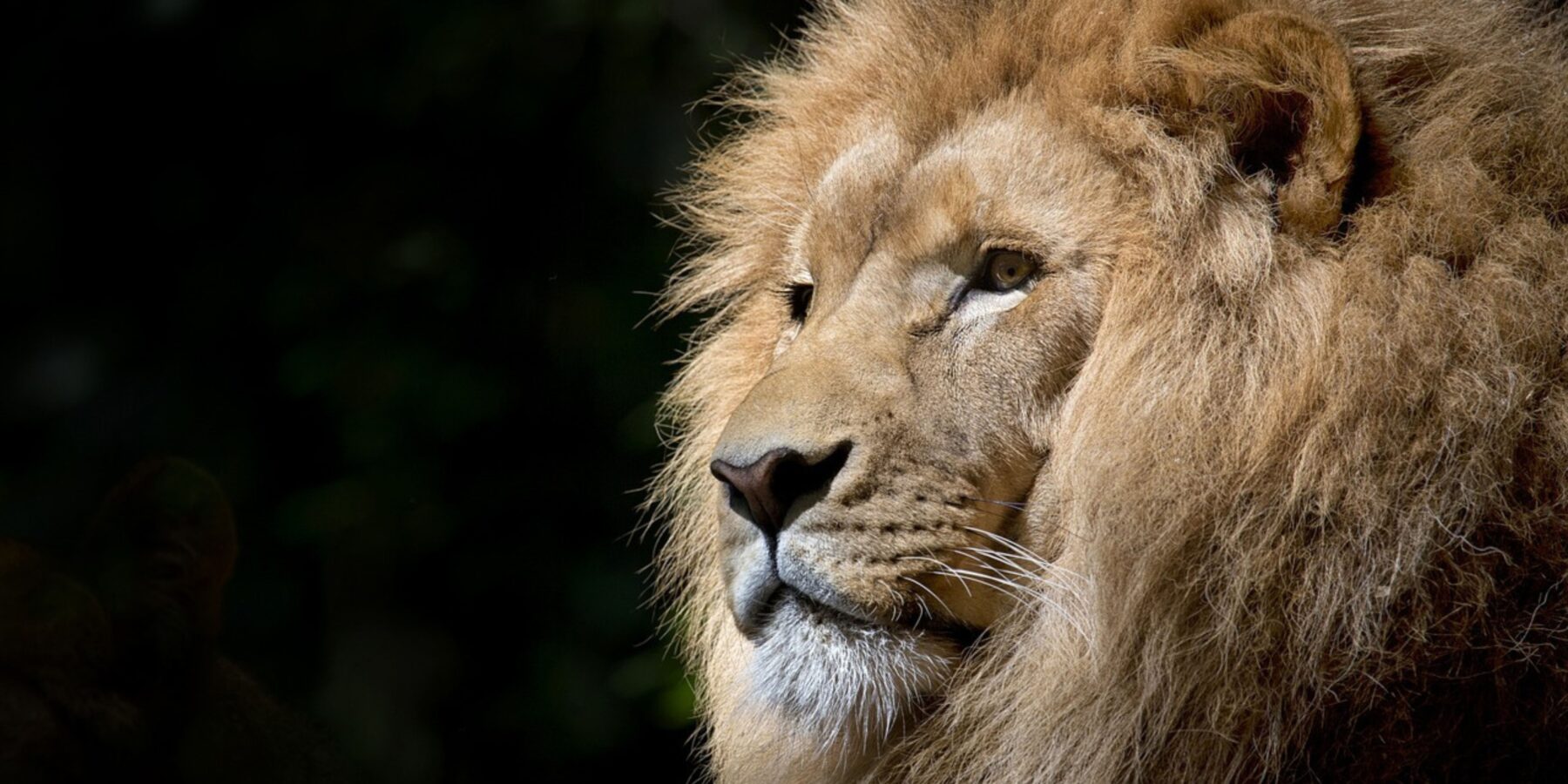 У ПАР заборонять розводити левів на фермах