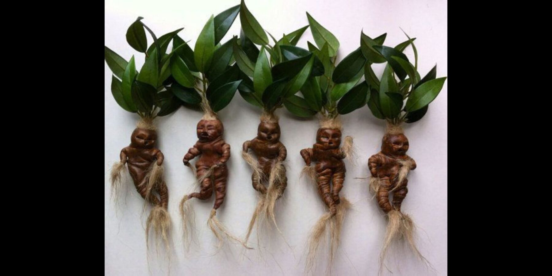 На Рівненщині зацвіла рослина унікальна рослина, яку боялися у давнину