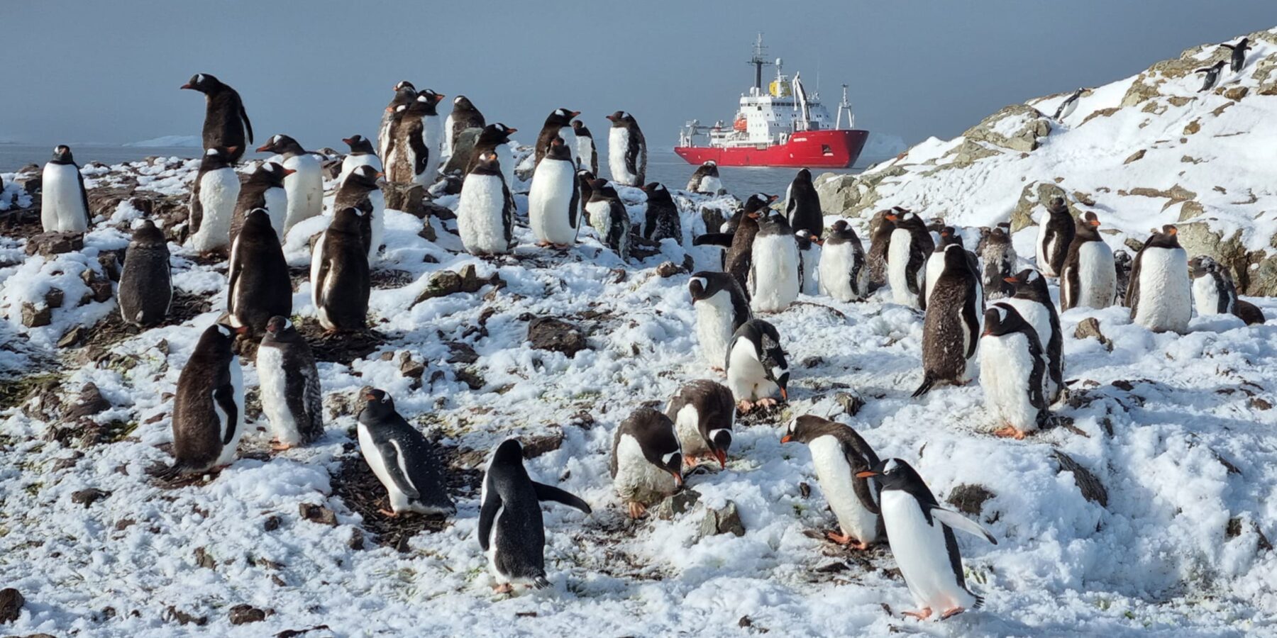 В Антарктиді поблизу української станції виявили рекордну кількість пінгвінів