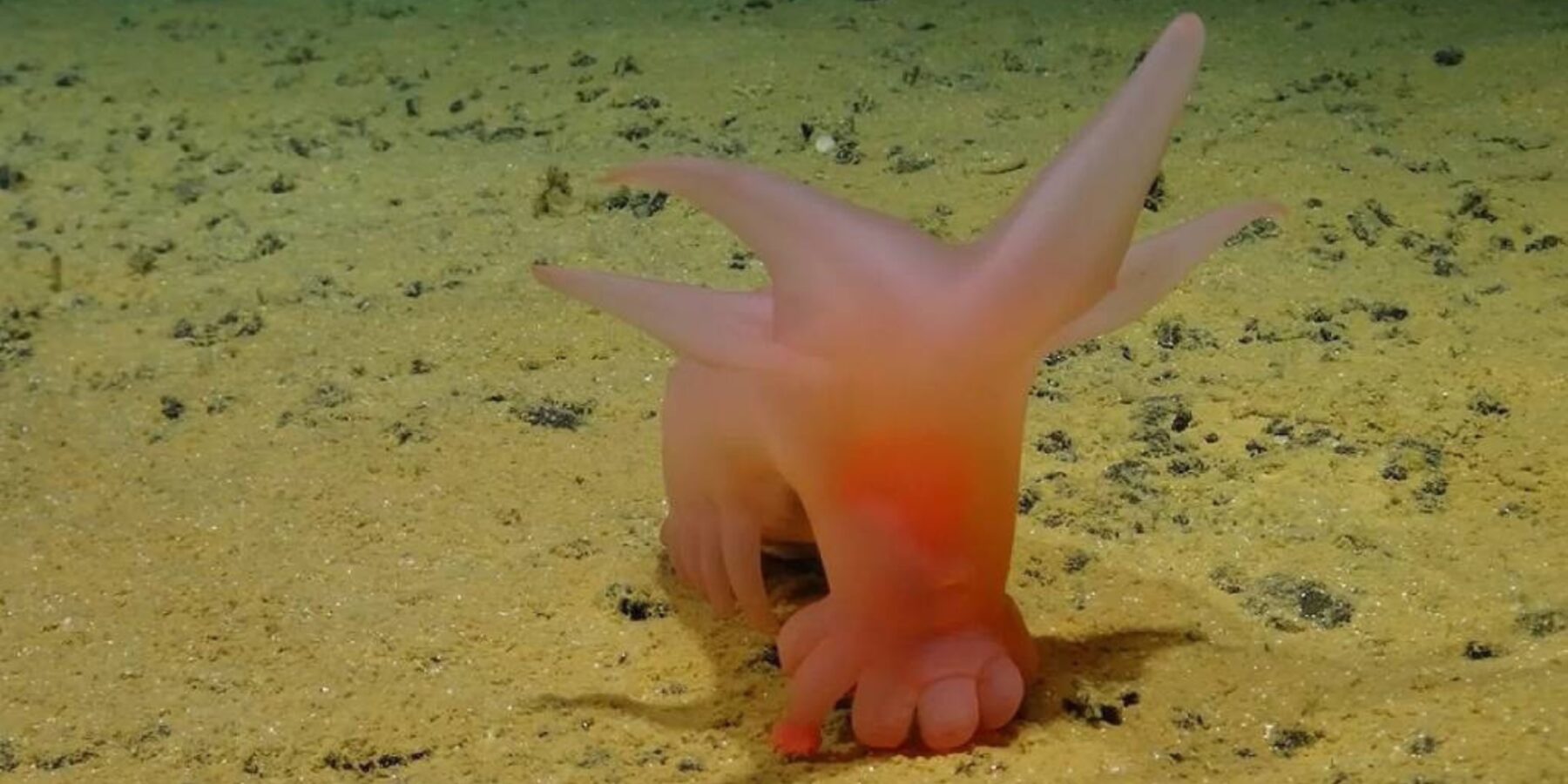 У Тихому океані вчені виявили раніше невідомих “свинок Барбі”