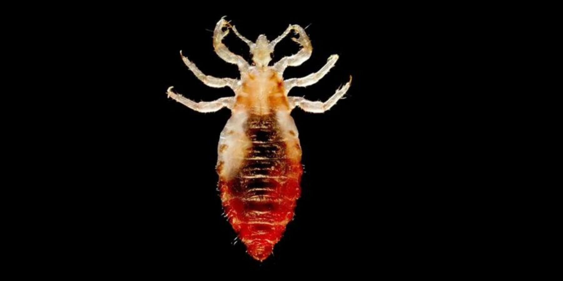 Вчені встановили одну з основних причин поширення чуми в давнину