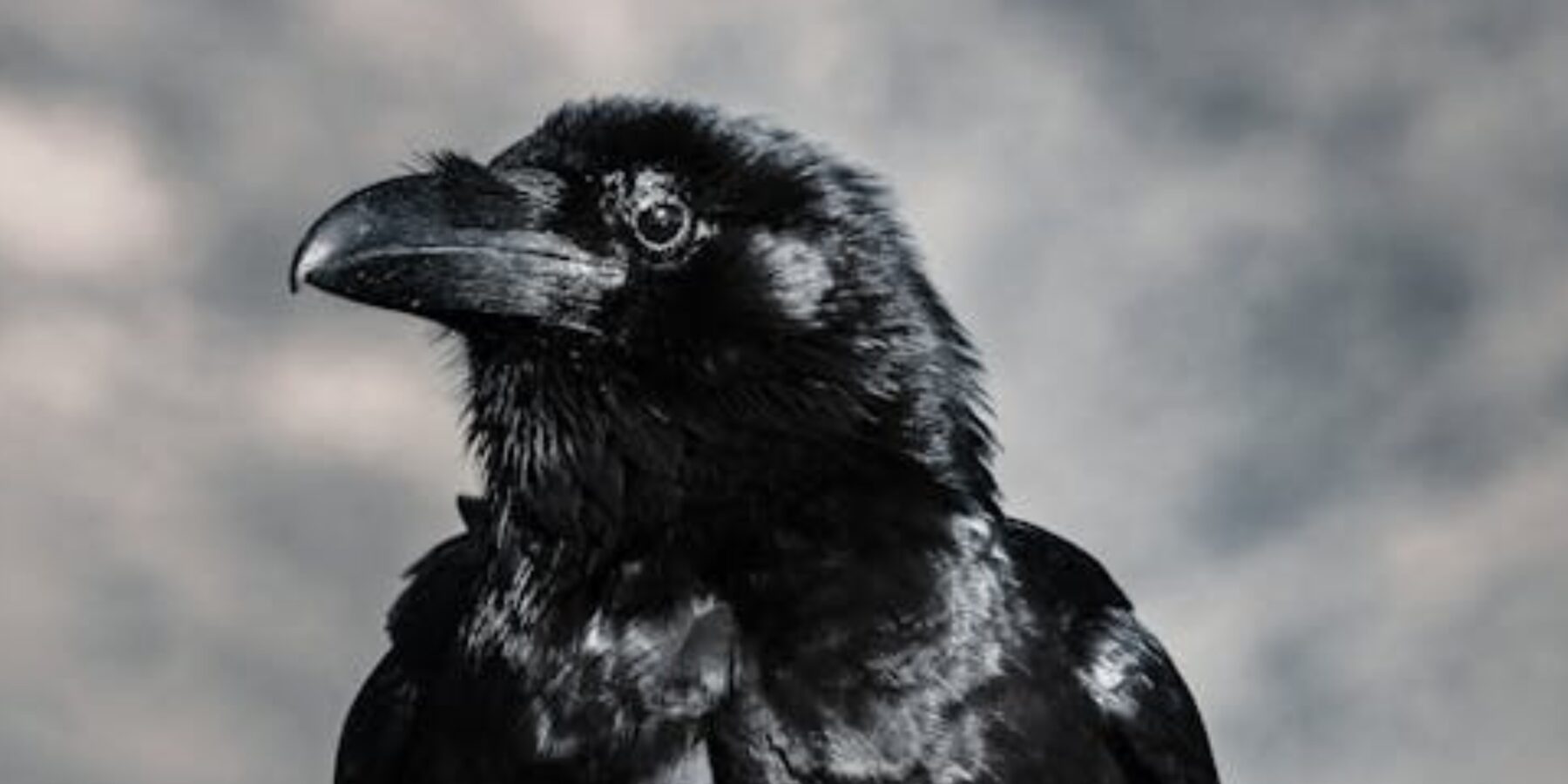 Вчені встановили, що ворони здатні рахувати вголос