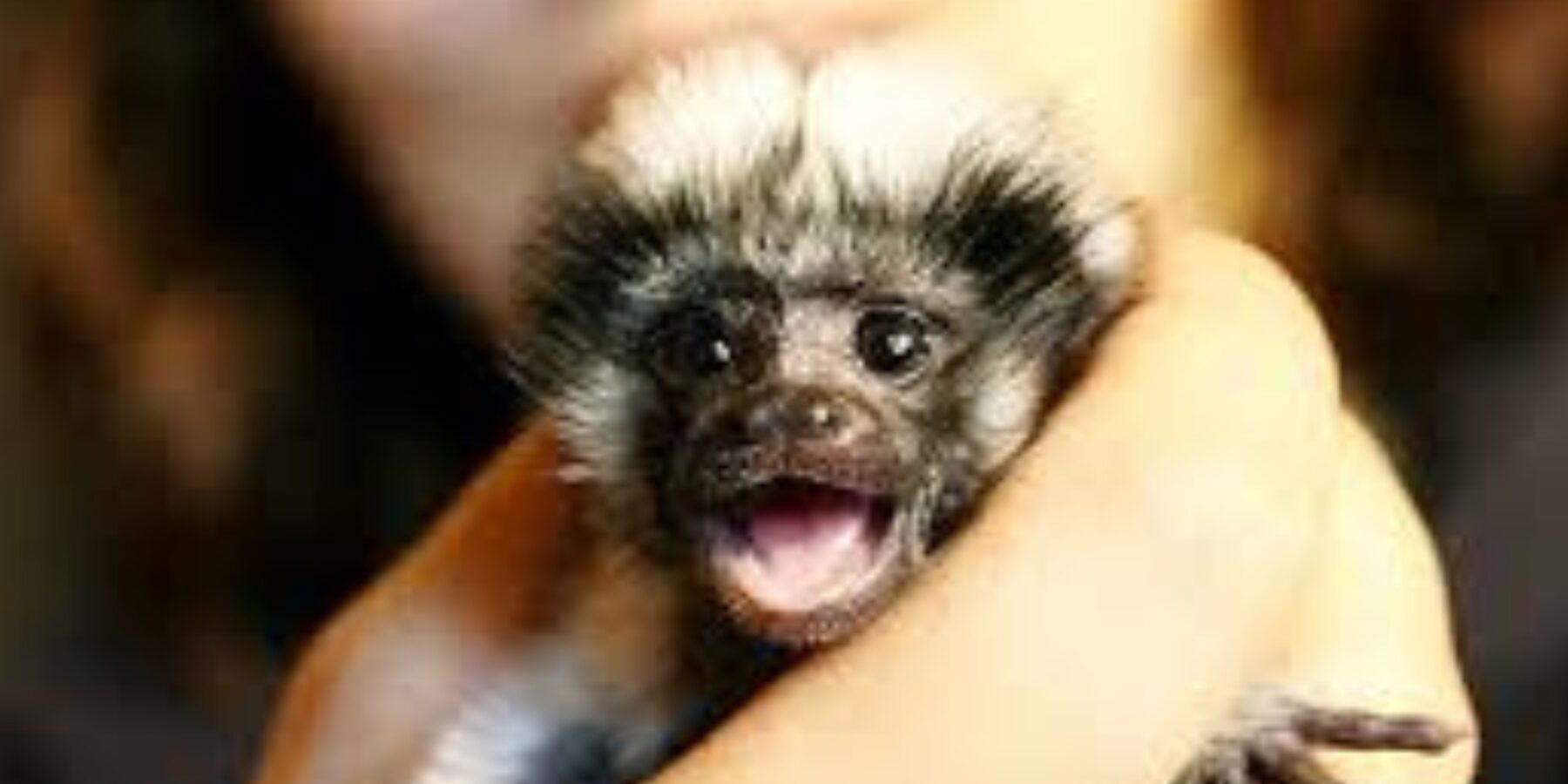 Вчені встановили, що мавпи люблять підслуховувати розмови інших