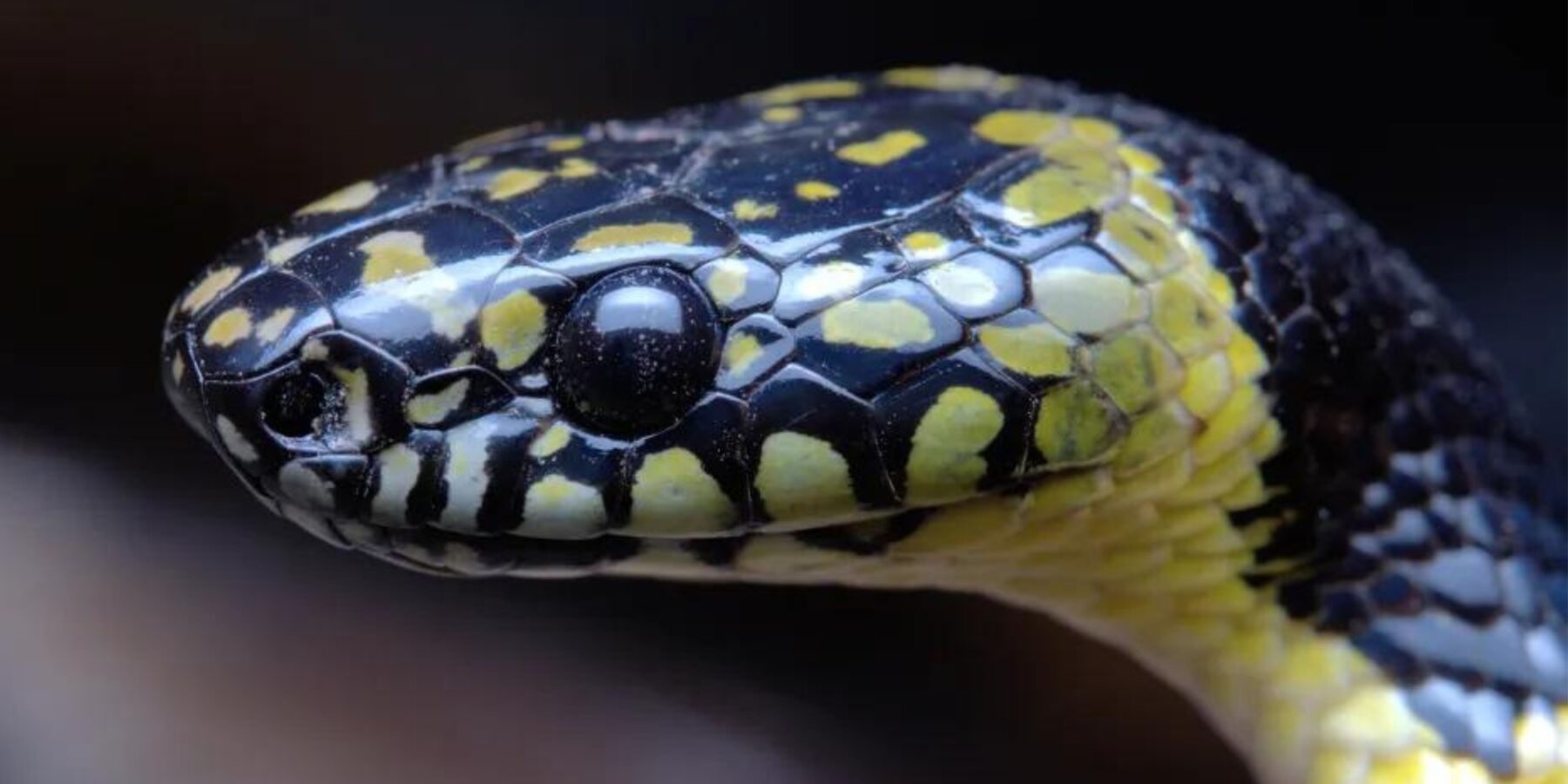 Рідкісну змію-вовка помітили у Тибеті