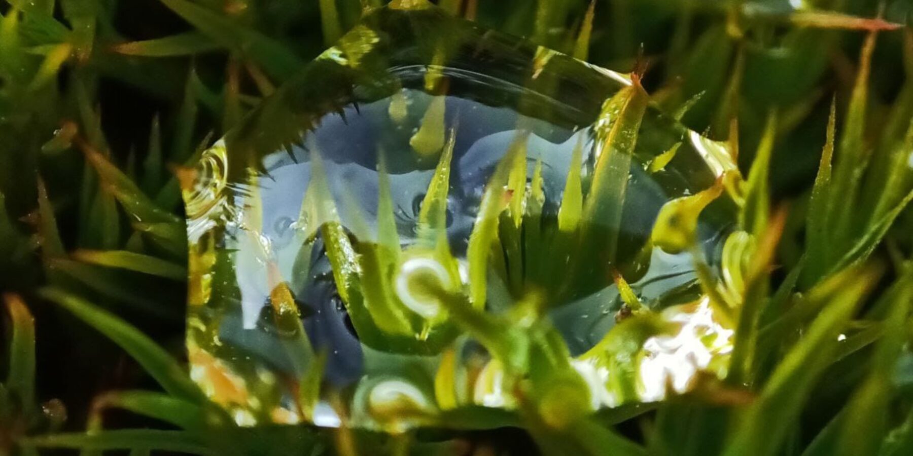 Українські полярники розширили вивчення унікальних організмів Антарктиди