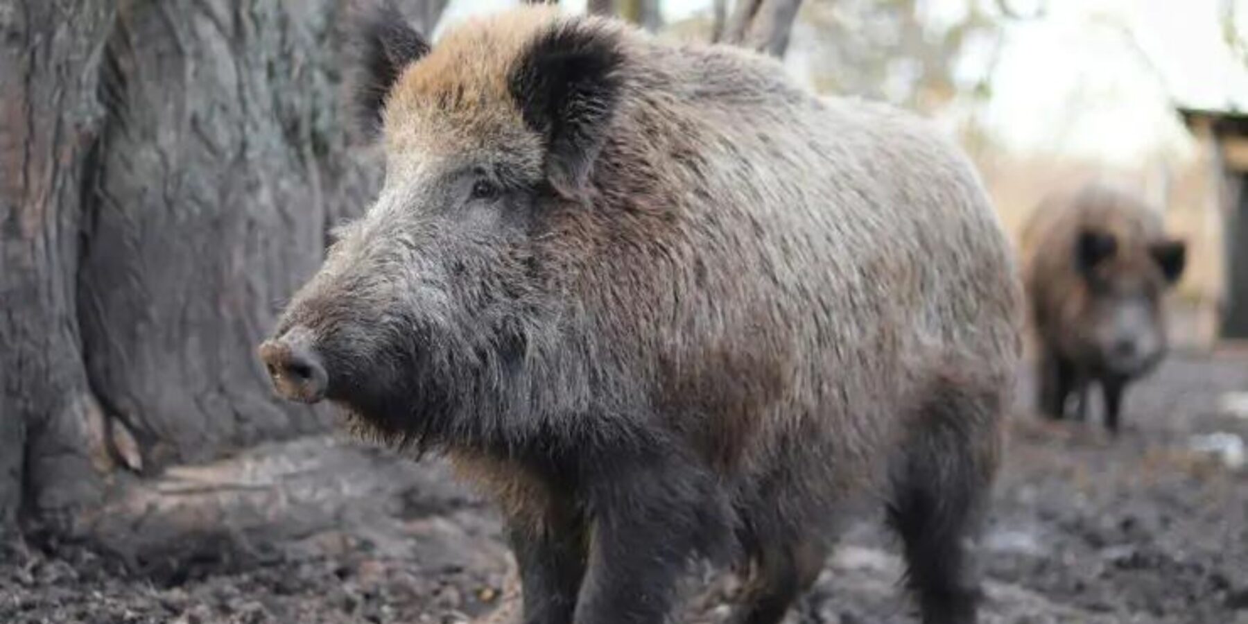 Вчені встановили причину високої радіоактивності чорнобильських кабанів