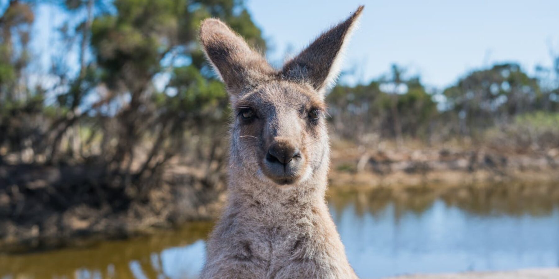 В Австралії знайшли 40000-річні скам’янілості кенгуру, які жили на деревах
