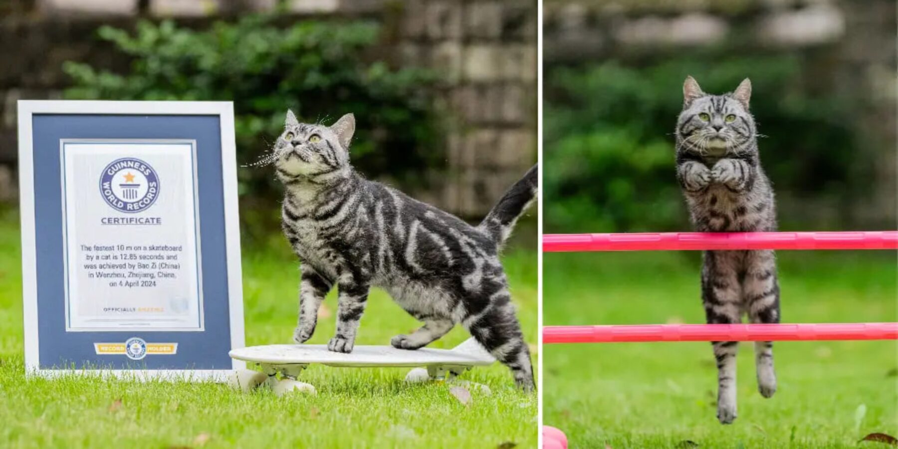 Американський кіт встановив світовий рекорд за показниками швидкості їзди на скейтборді