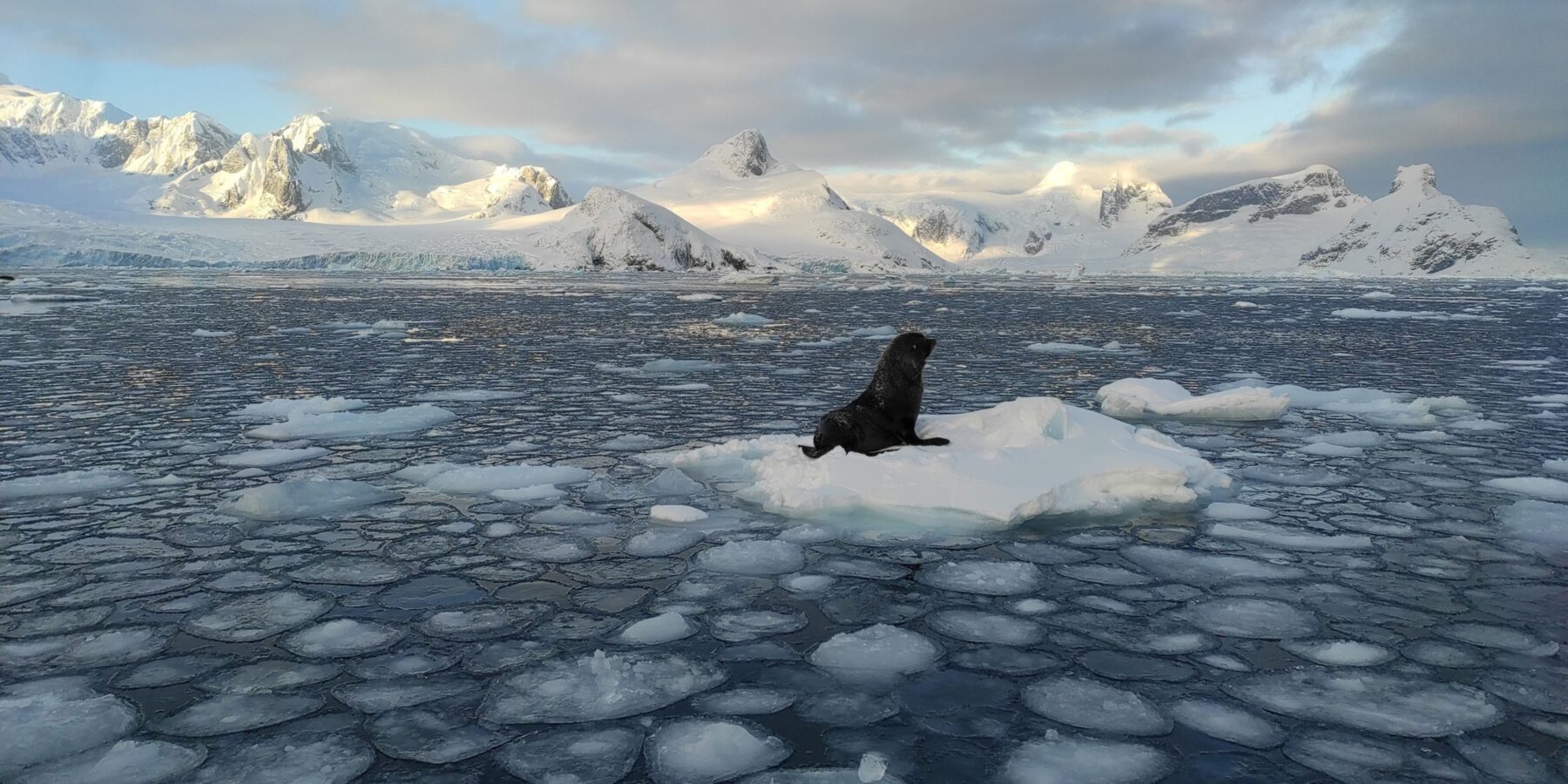 Українські полярники показали “нашестя” котиків та слона в Антарктиці