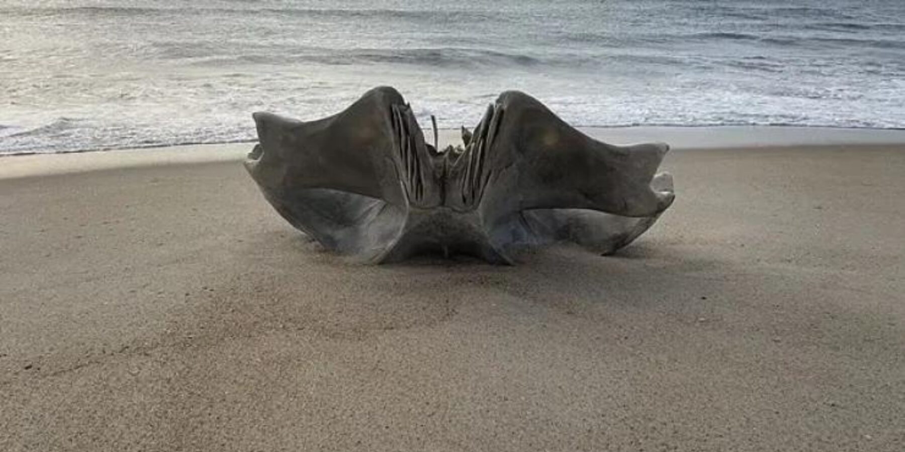 У США знайшли череп 18-метрового морського монстра