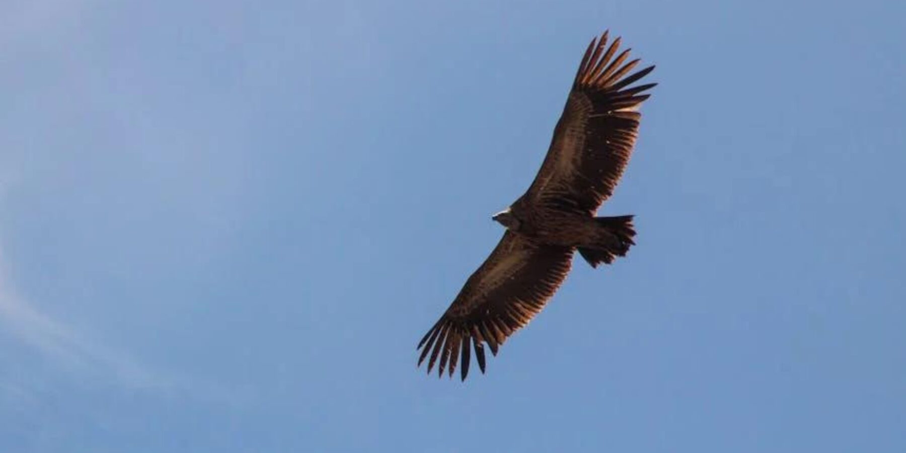 Науковці зафіксували дивну поведінку орлів над Україною