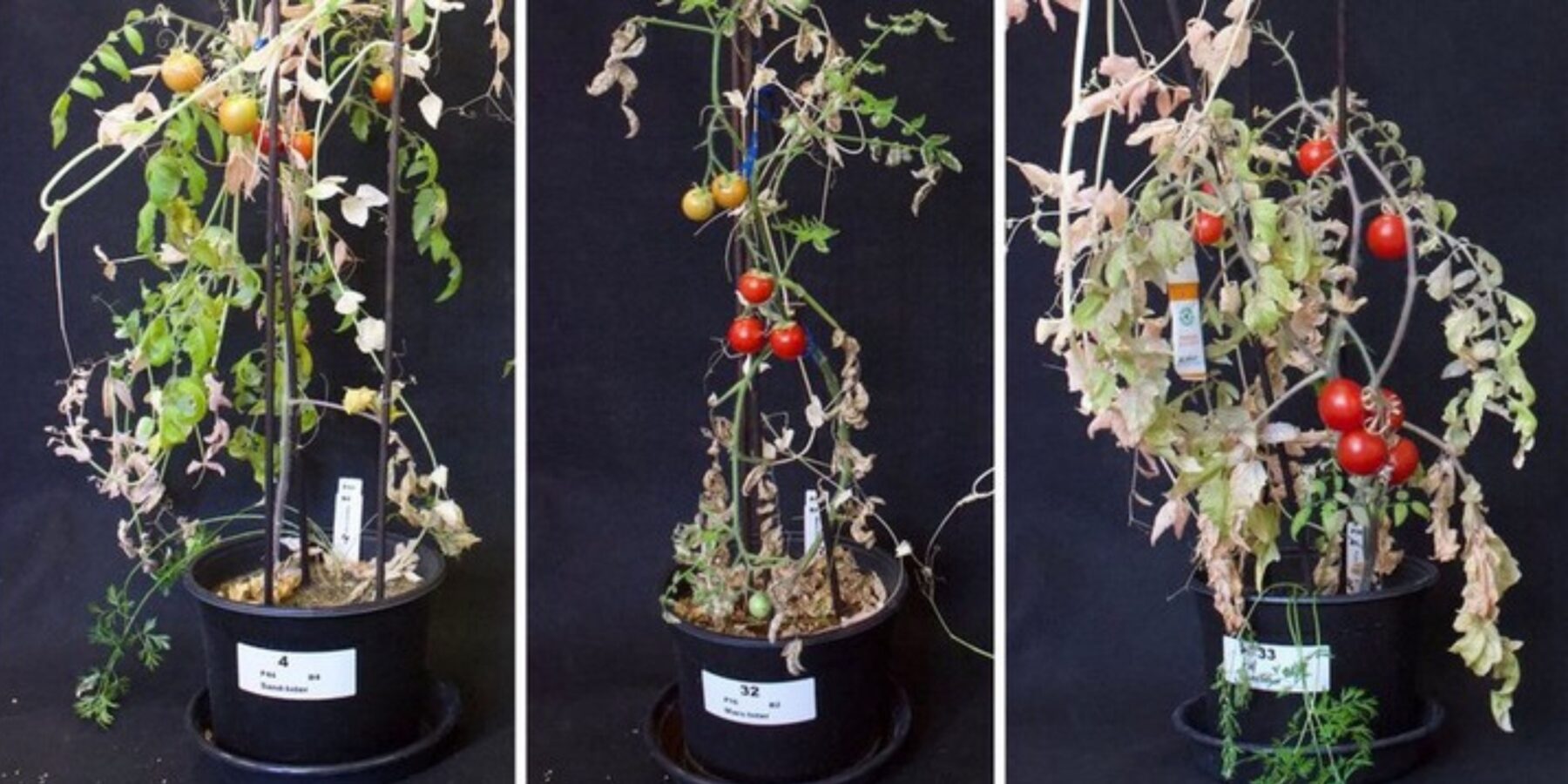 Вчені вирощуватимуть овочі на Марсі, застосовуючи стародавню практику майя