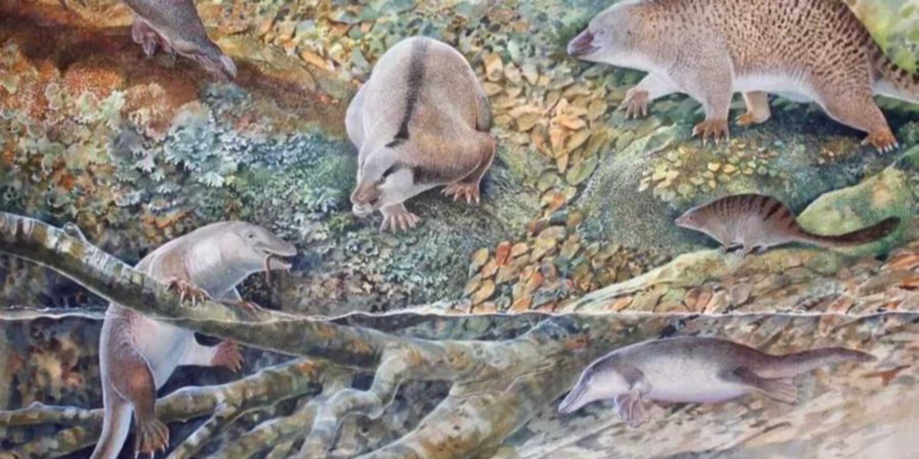В Австралії знайшли рештки нових видів тварин, які жили 100 млн років тому
