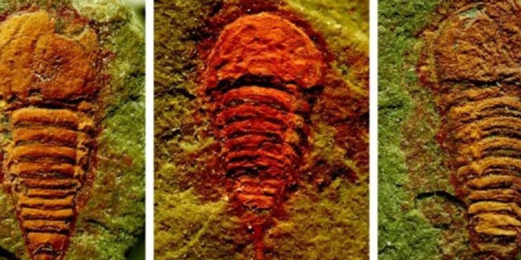 Вчені знайшли найдавнішого предка павуків який жив 500 млн років тому