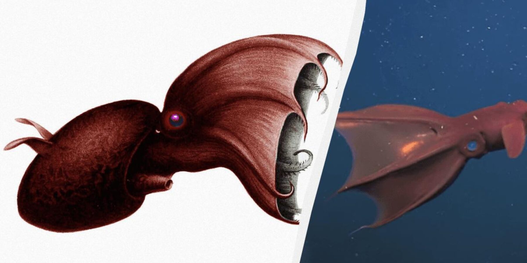 Вчені знайшли скам'янілі рештки кальмара-вампіра віком майже 200 млн років Вчені знайшли скам'янілі рештки кальмара-вампіра віком майже 200 млн років