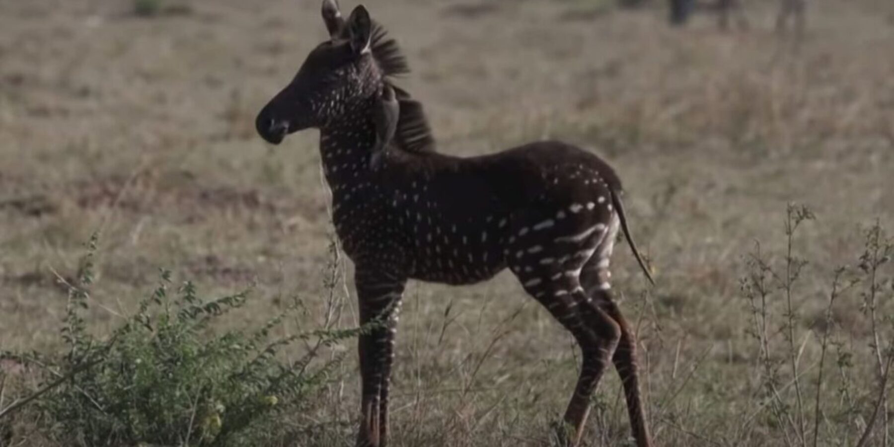 В Африці виявили зебр-мутантів
