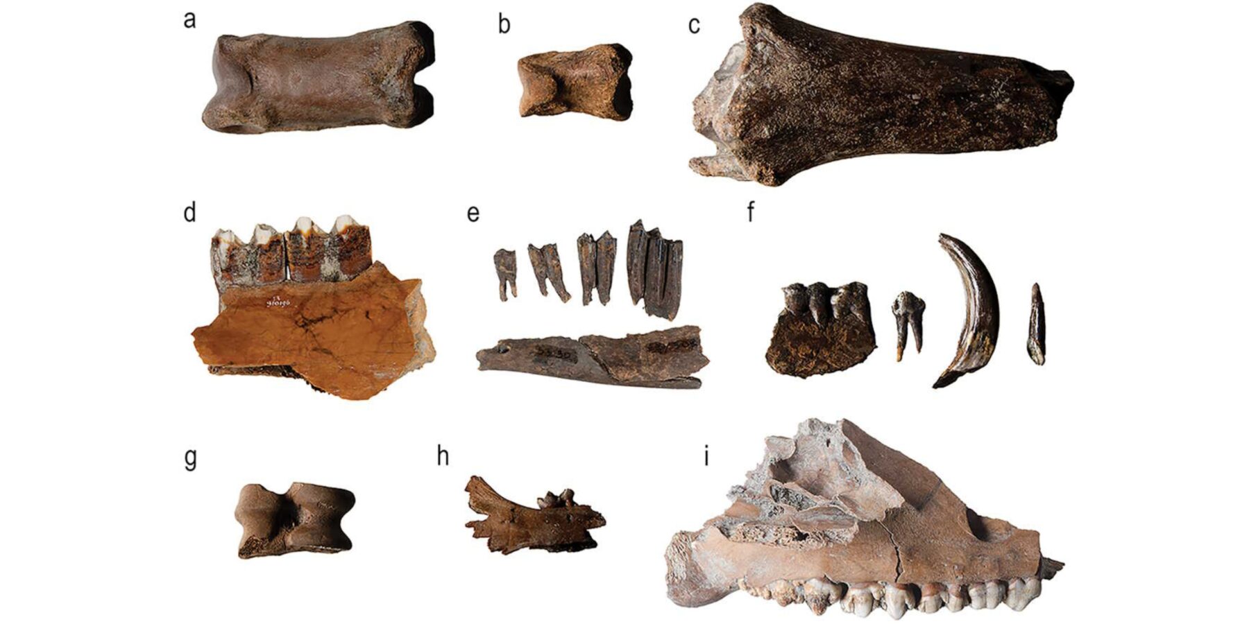 У Нідерландах знайшли найстаріші рештки стада худоби