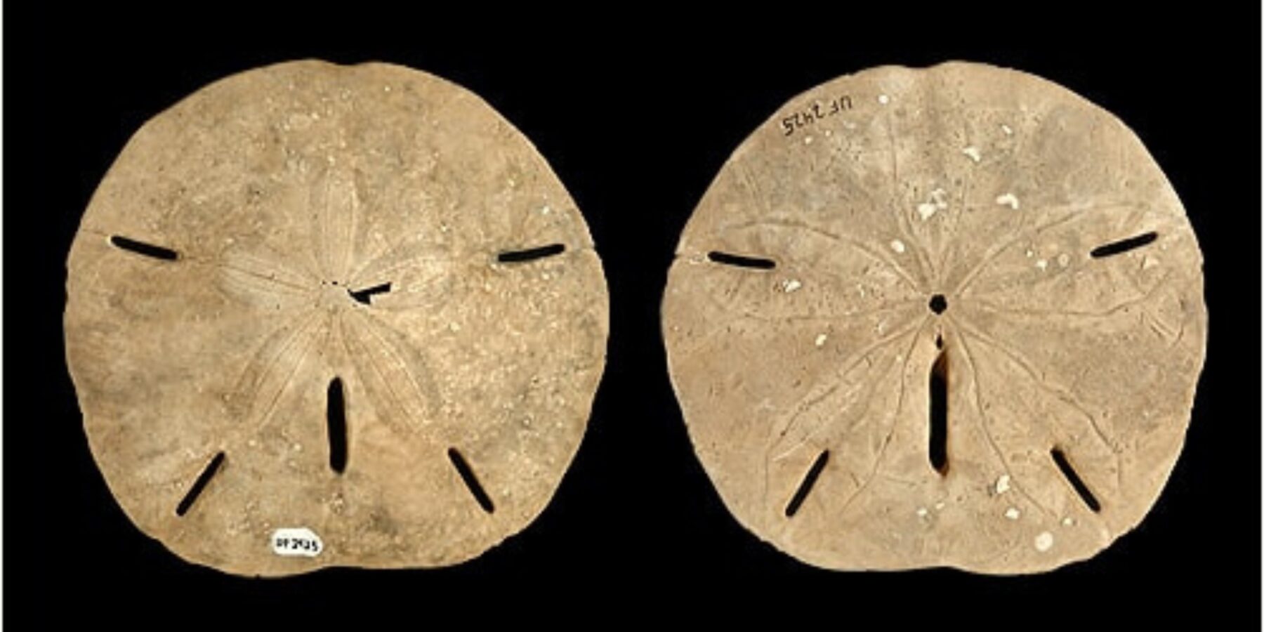 У Туреччині знайшли скам’янілі рештки “пісочного долара”