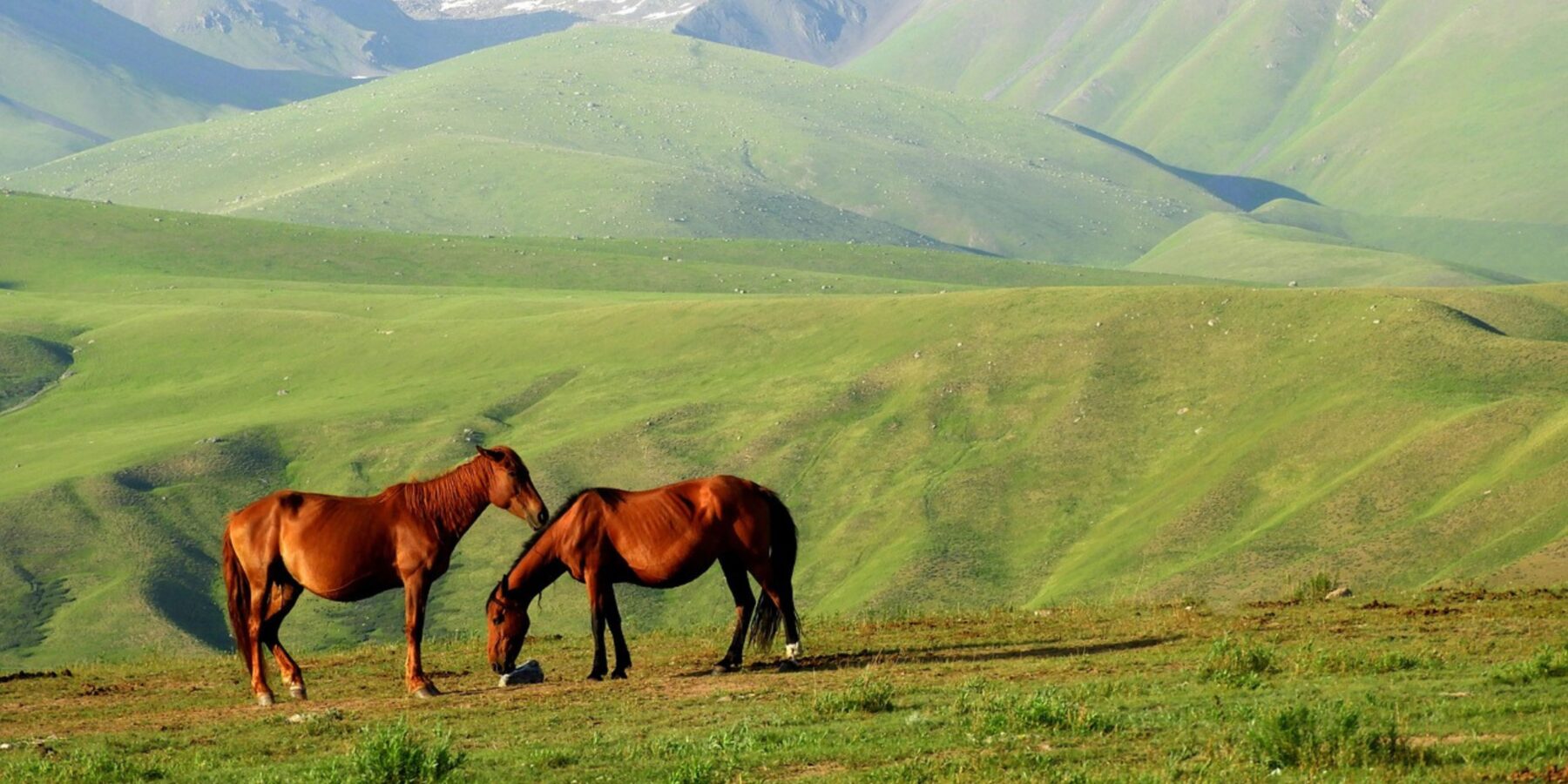 Вчені встановили, коли люди насправді приручили коней