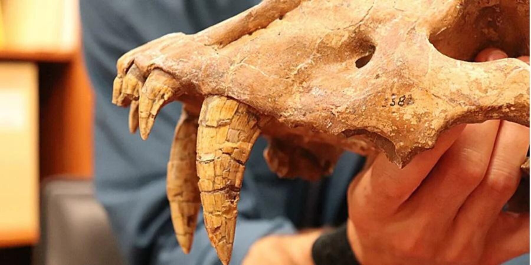 У США знайшли скам’янілість шаблезубого кота