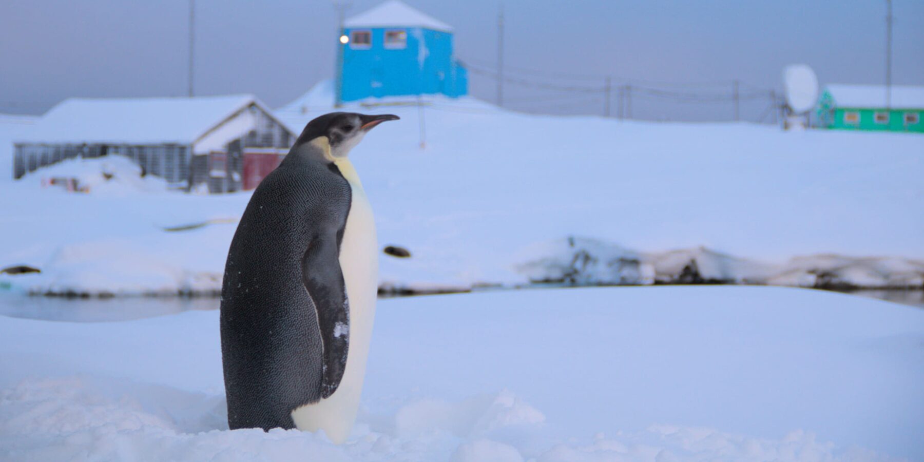 В Антарктиді українські полярники зустріли імператорського пінгвіна, якого не бачили кілька років