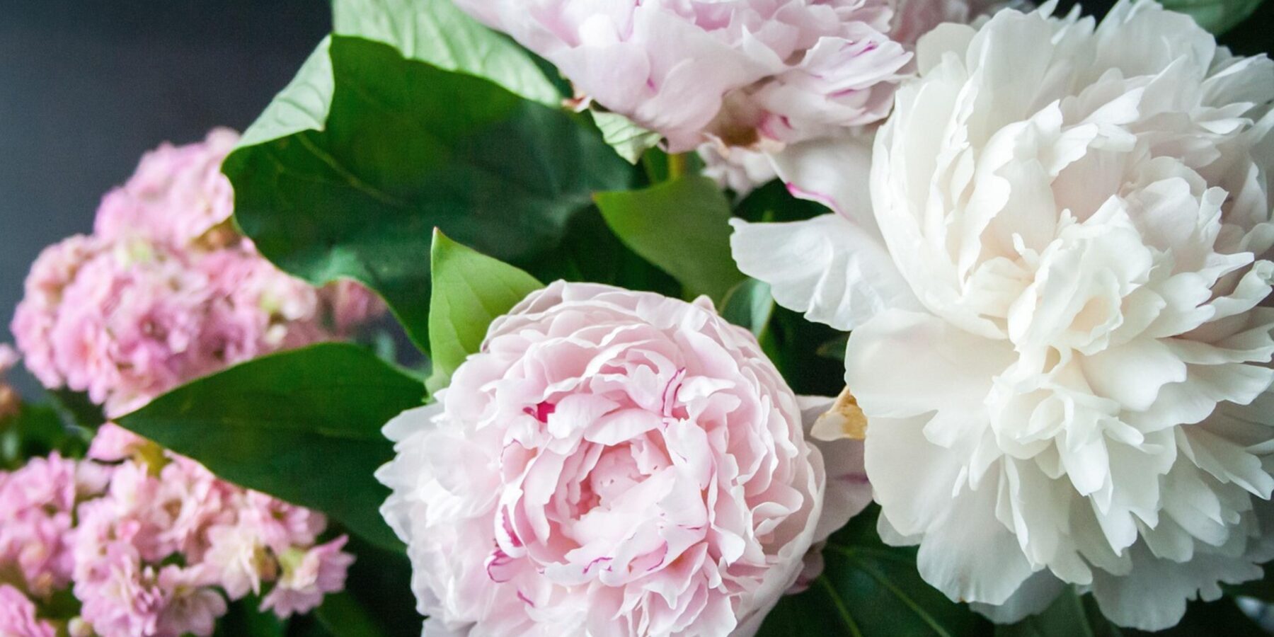 Саджанці півоній: краса в вашому саду