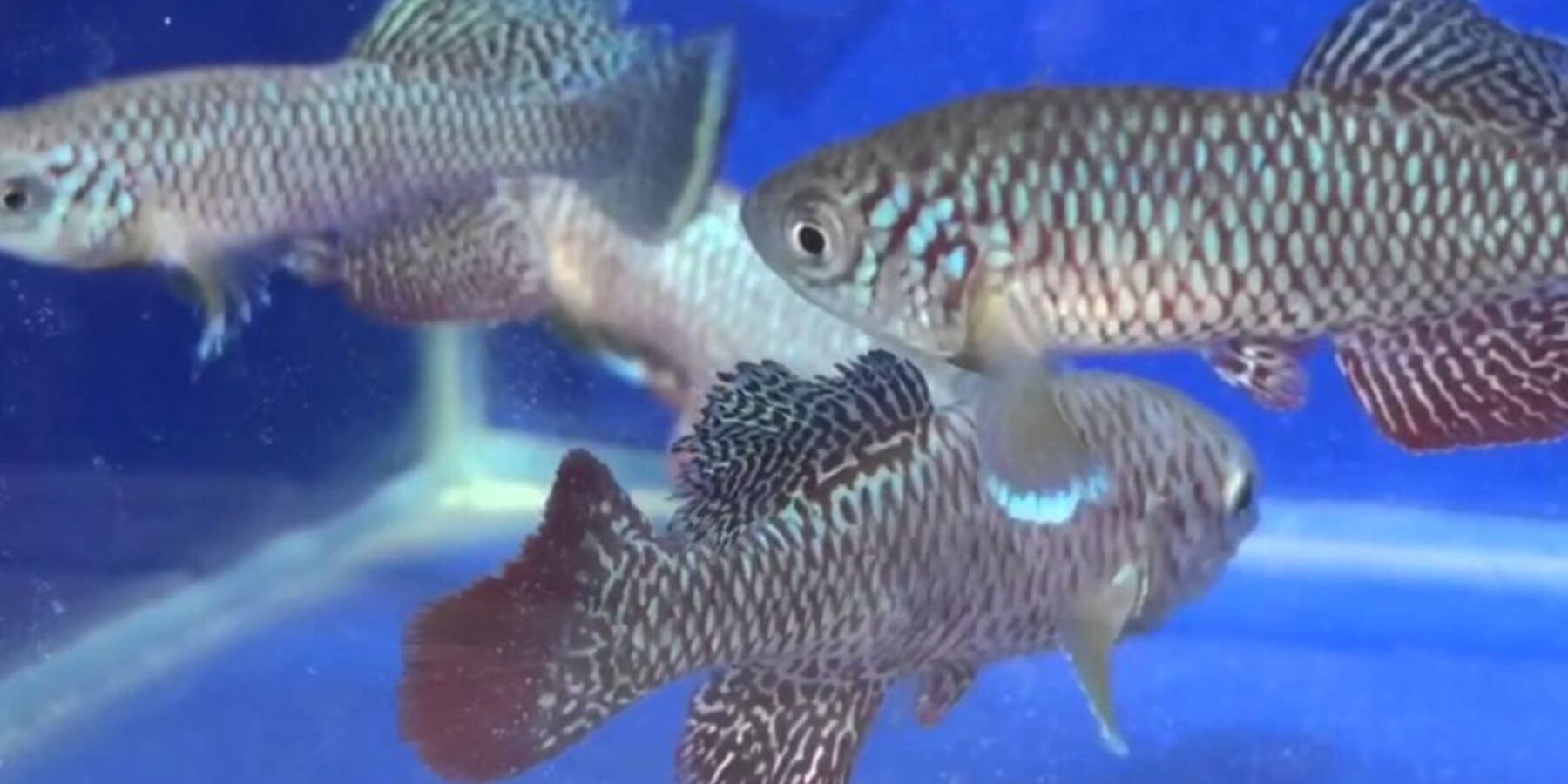 Вчені розкрили генетичний “код відродження”