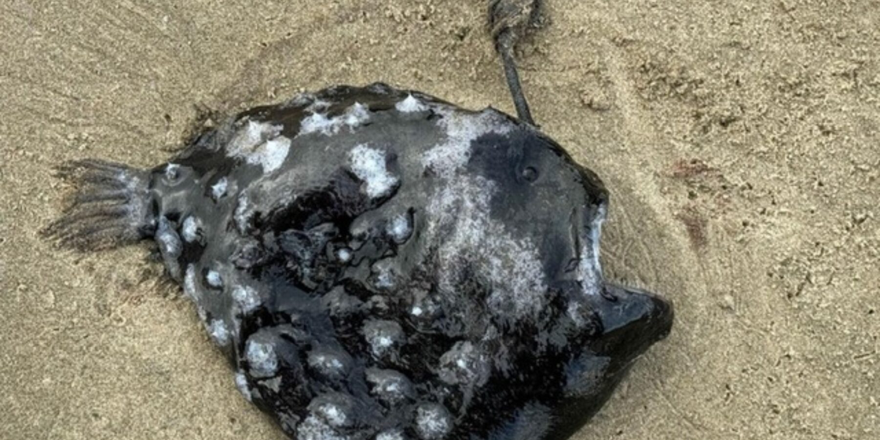 У США виявили унікальну рибу-футболіста