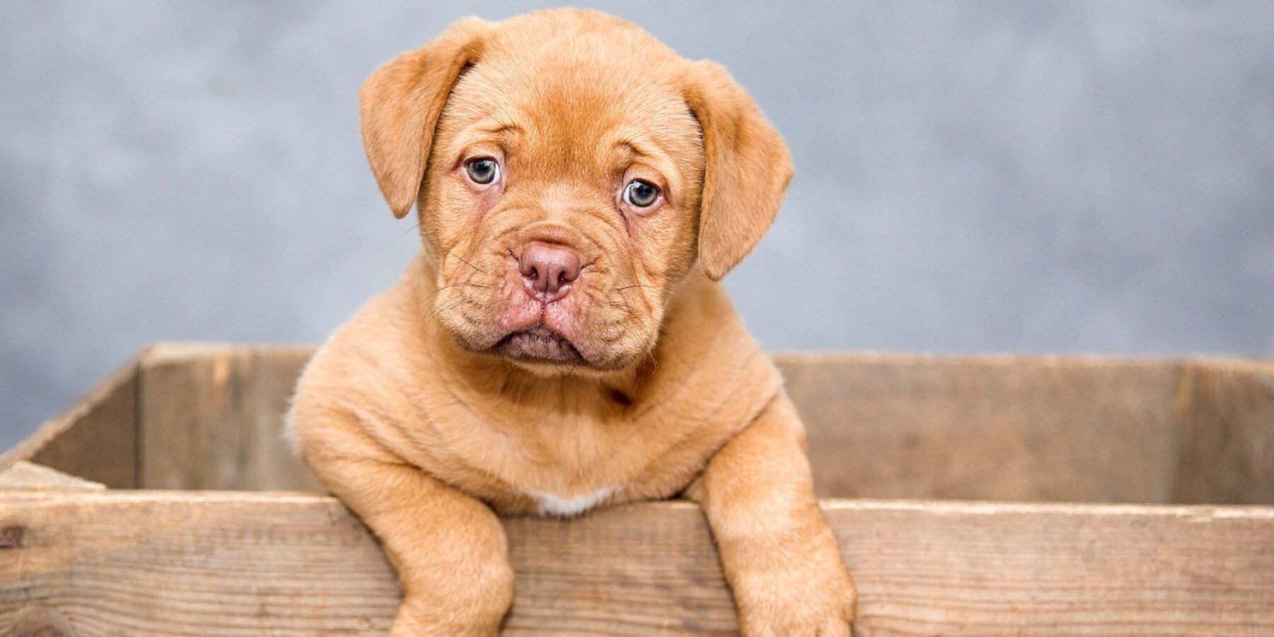 Штучний інтелект розшифрував гавкіт собак