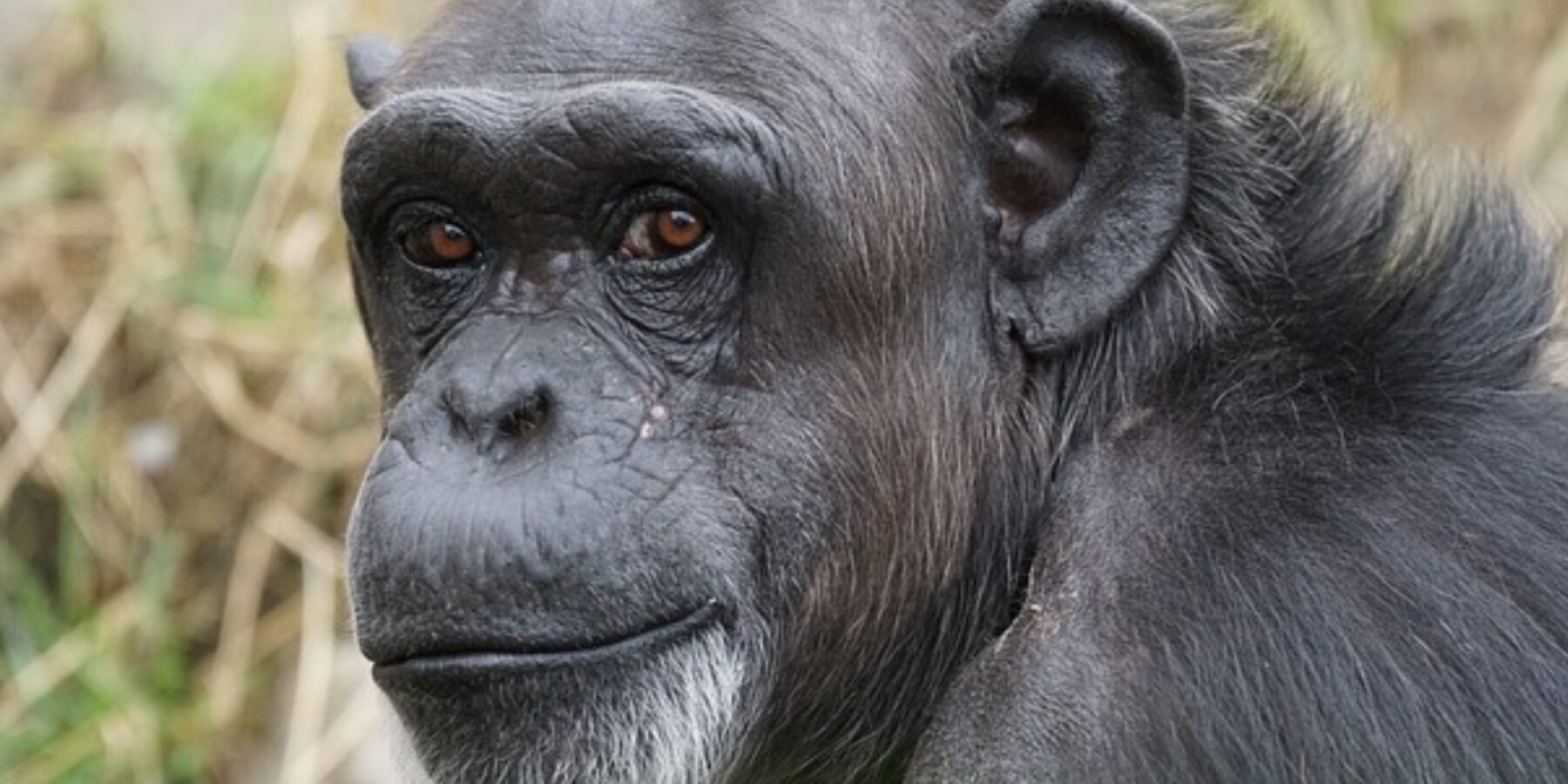 Вчені встановили, що шимпанзе вміють розмовляти