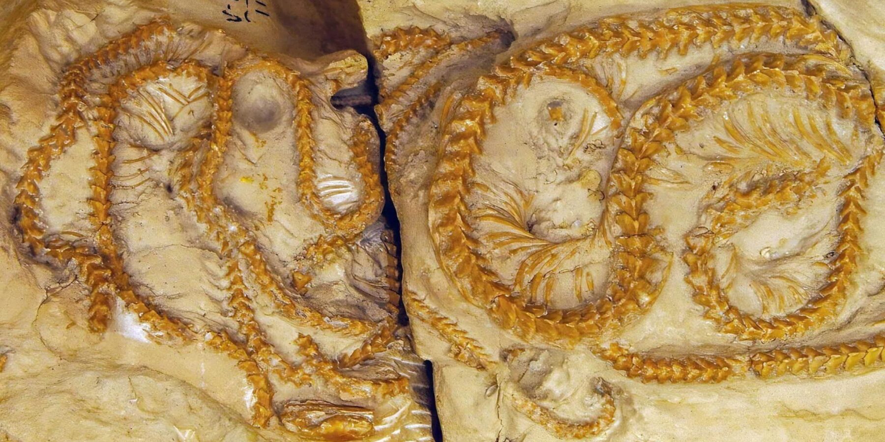 У США знайшли скам’янілості змій віком майже 40 млн років