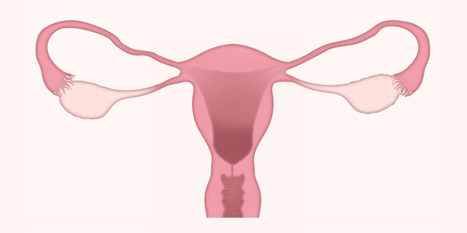 Науковці візуалізували процес овуляції