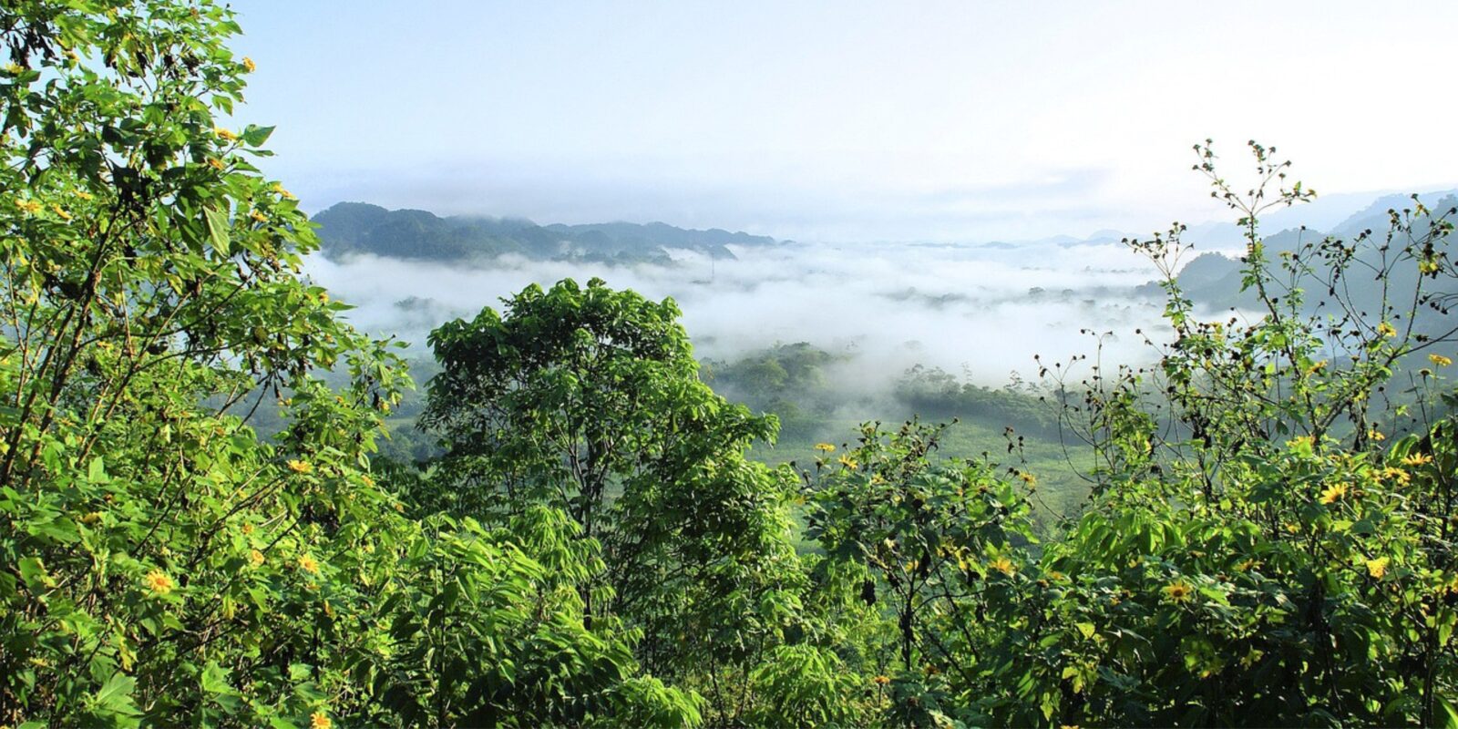 Вчені встановили, що ліси Амазонії існували ще за часів льодовикового періоду