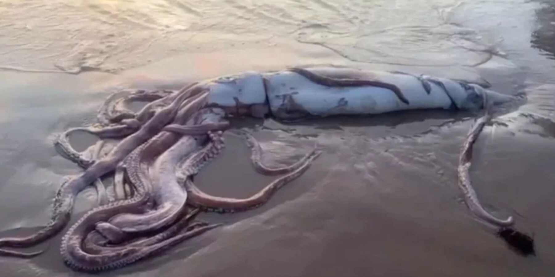 В Іспанії на пляжі знайшли гігантського кальмара