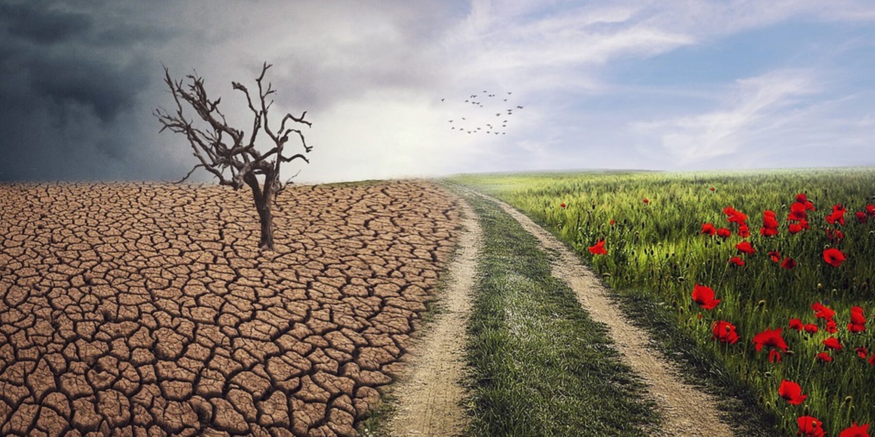 Науковці знайшли новий спосіб відвернути кліматичну катастрофу