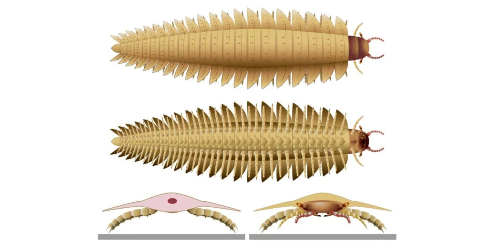 Науковці показали, як виглядала найбільша комаха на Землі
