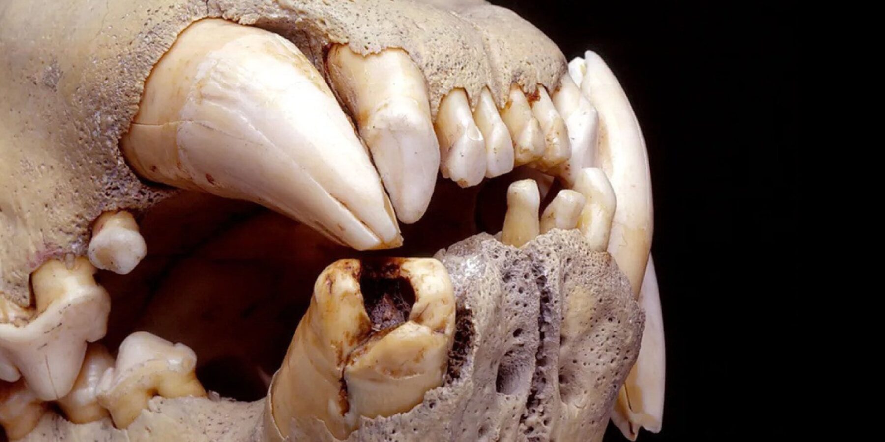 Вчені з’ясували, чим насправді харчувалися “леви-людожери” з Цаво