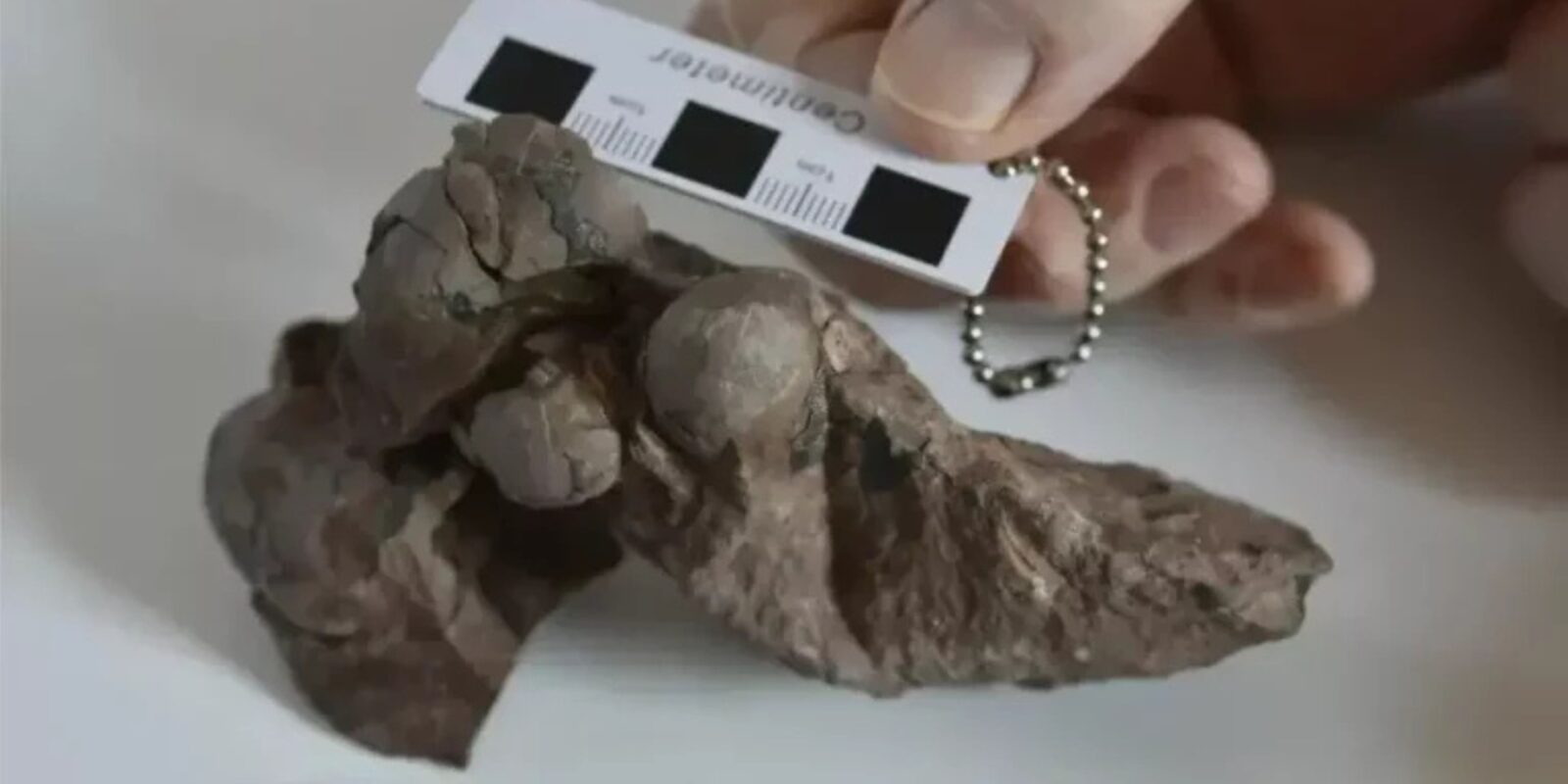 У Китаї знайшли найменше скам’яніле яйце динозавра у світі