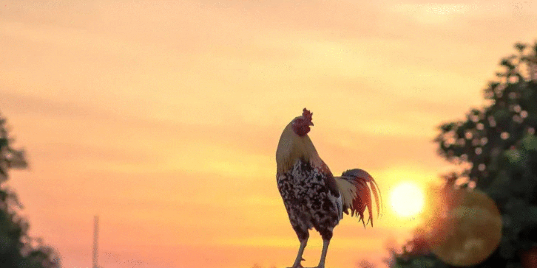 Вчені з’ясували, чому насправді півні співають на світанку