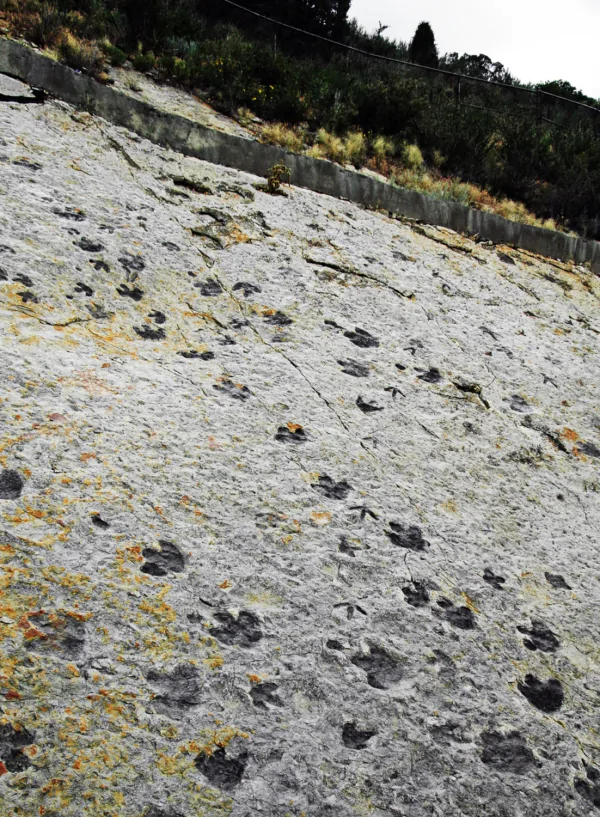 Вчені з'ясували, наскільки швидко насправді могли пересуватися динозаври