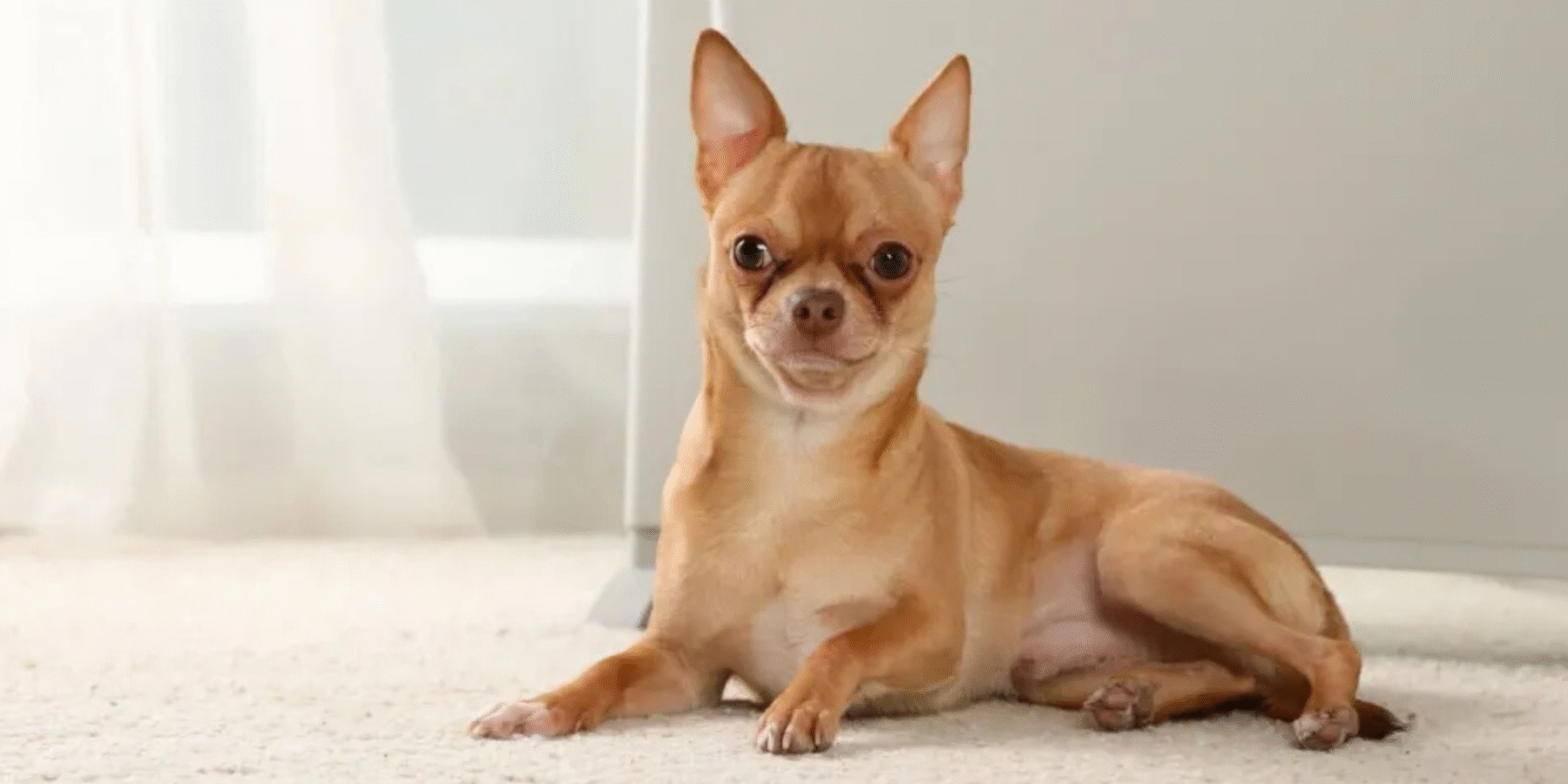 Вчені виявили нащадка собачої імперії часів доколумбової Америки