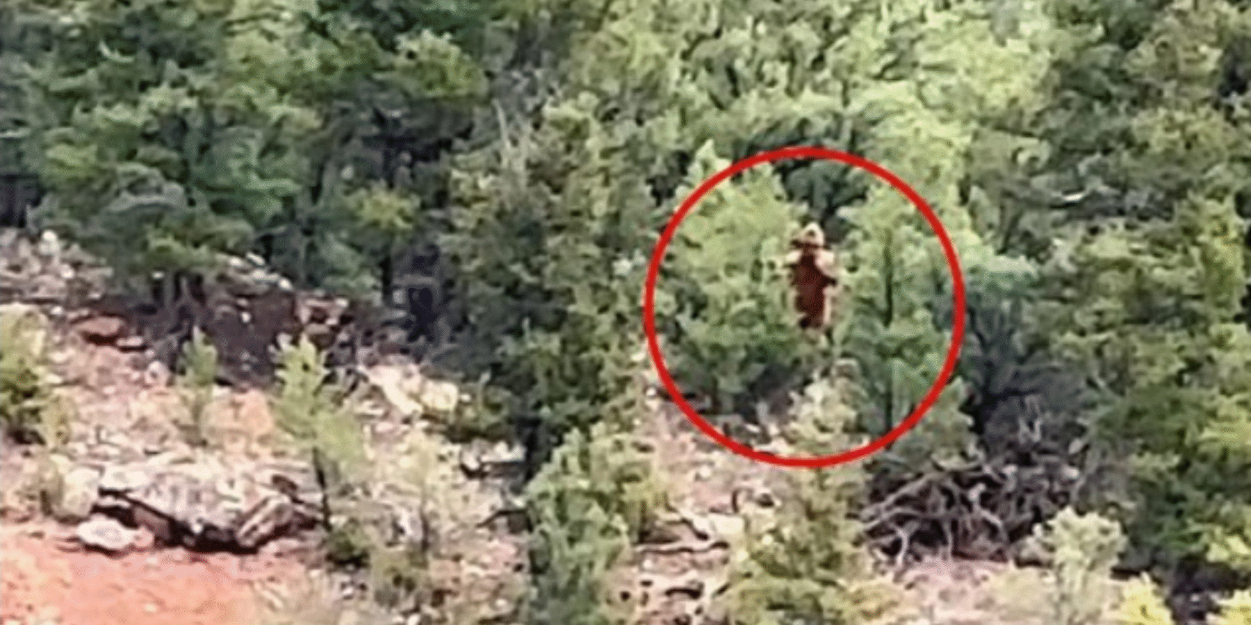 У Колорадо вчергове помітили волохатого Бігфута