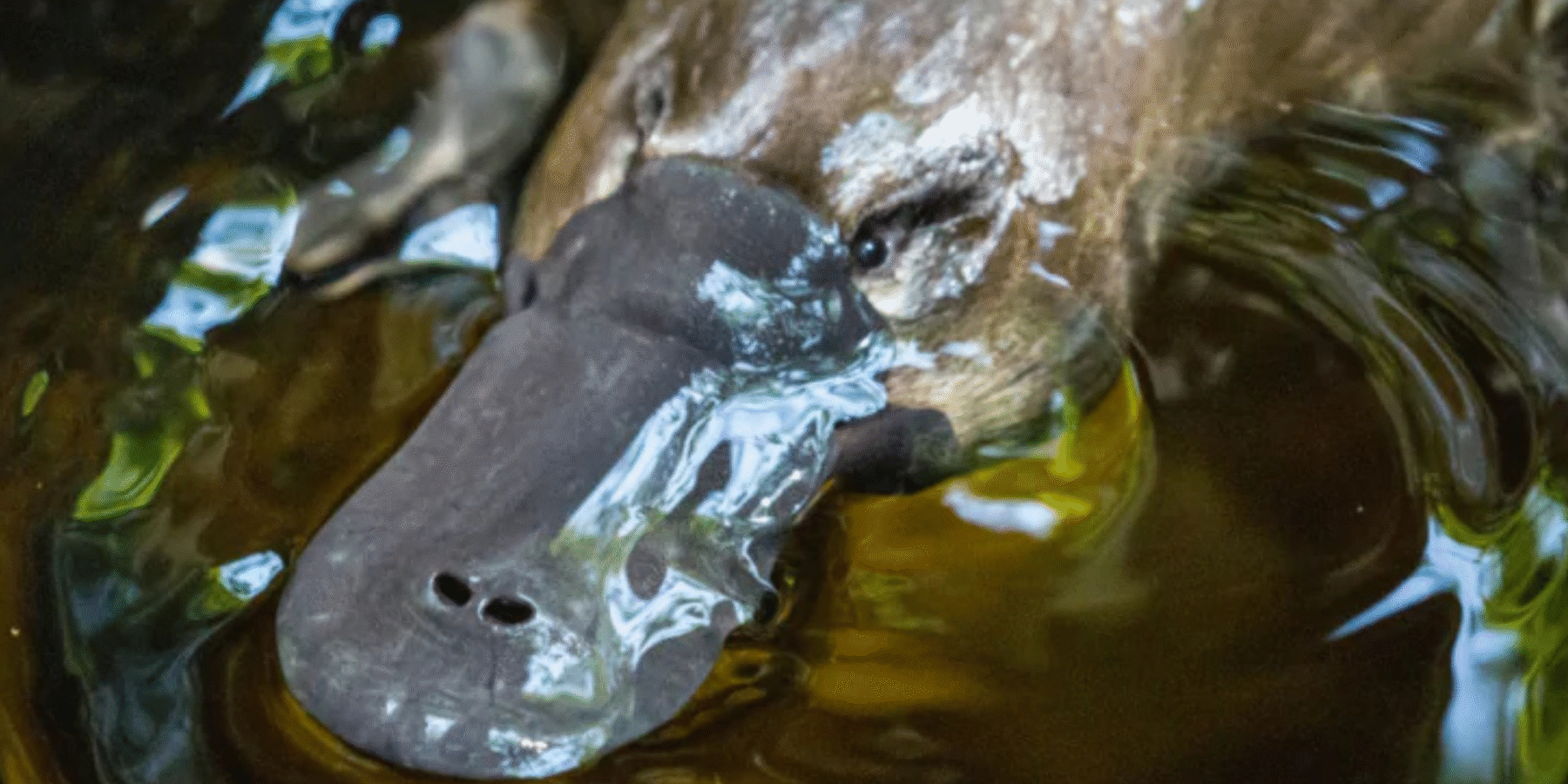 Вчені нарешті розкрили таємницю качкодзьоба віком 100 млн років