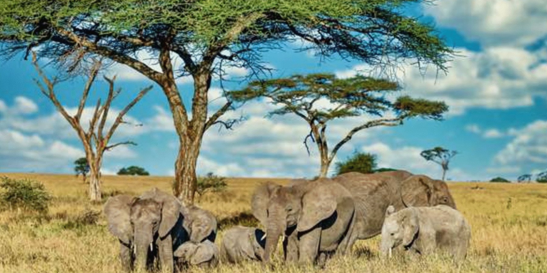 Науковці встановили, коли насправді Homo sapiens освоїли життя у джунглях та пустелях Науковці встановили, коли насправді Homo sapiens освоїли життя у джунглях та пустелях