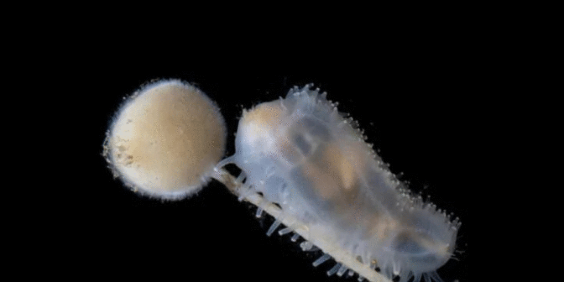 Поблизу Антарктиди виявили підводну “країну чудес”