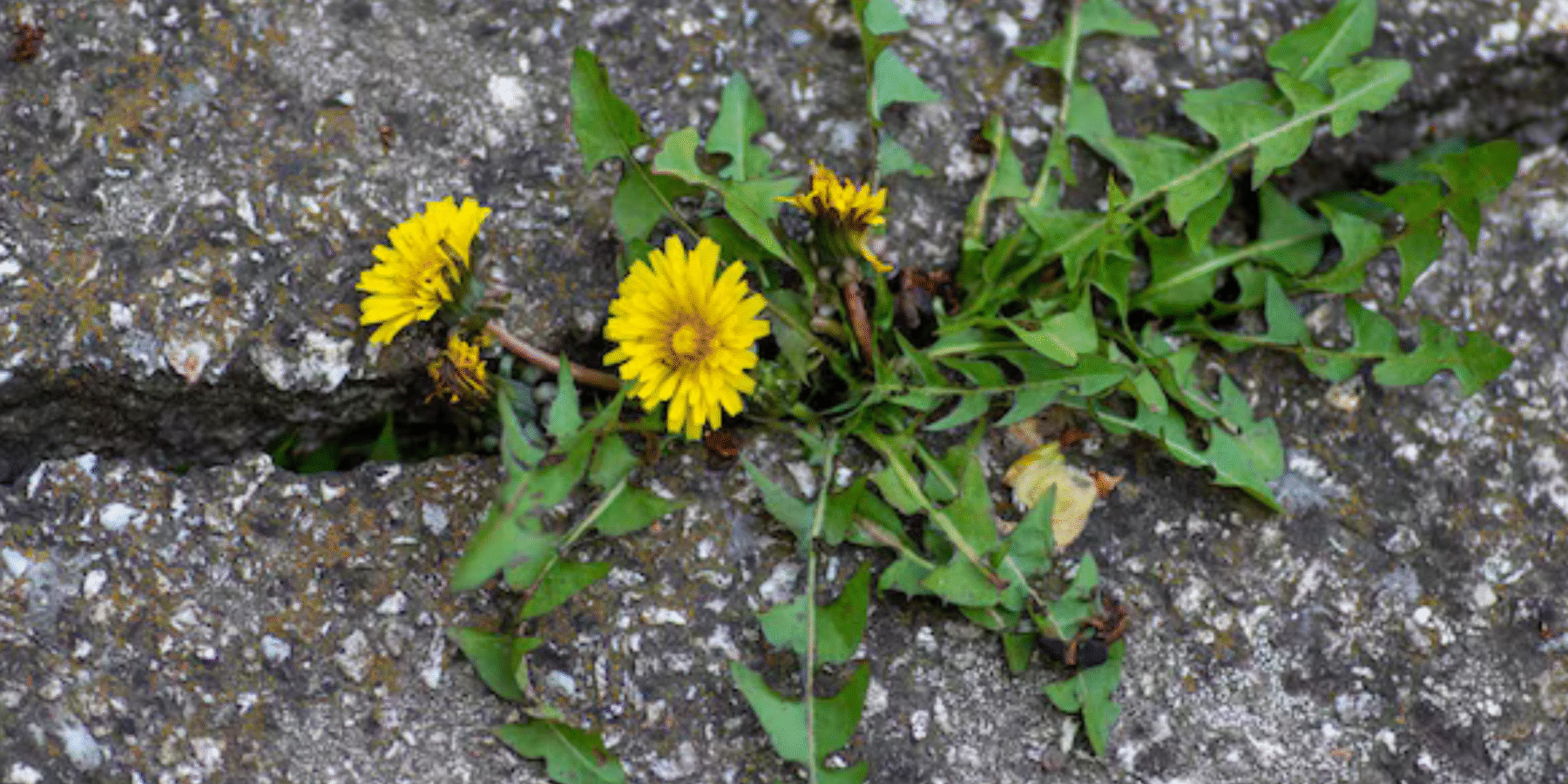 Науковці встановили, як кульбабі вдається пробивати бетон в процесі росту