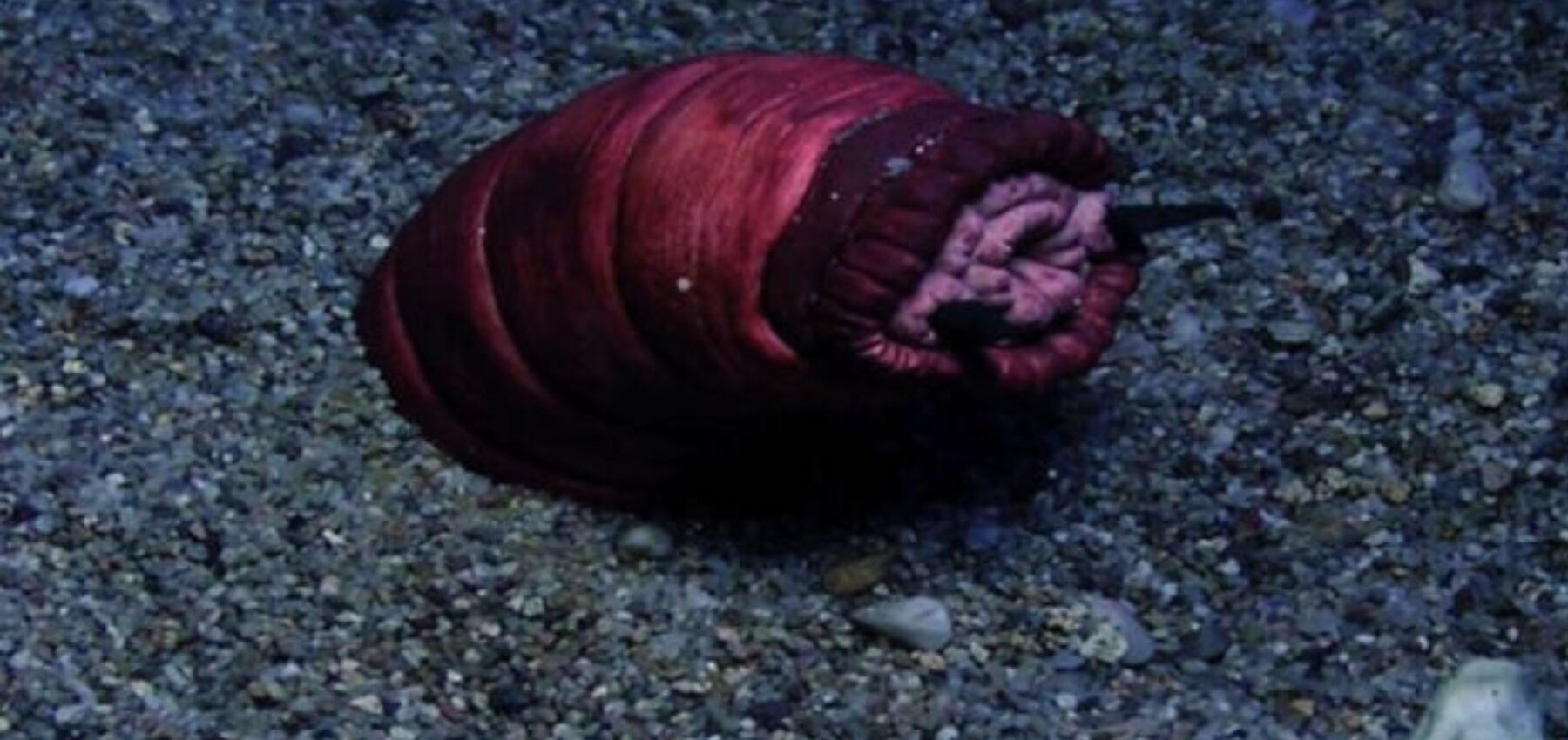 Вчені знайшли докази існування легендарного хробака-монстра з пустелі Гобі