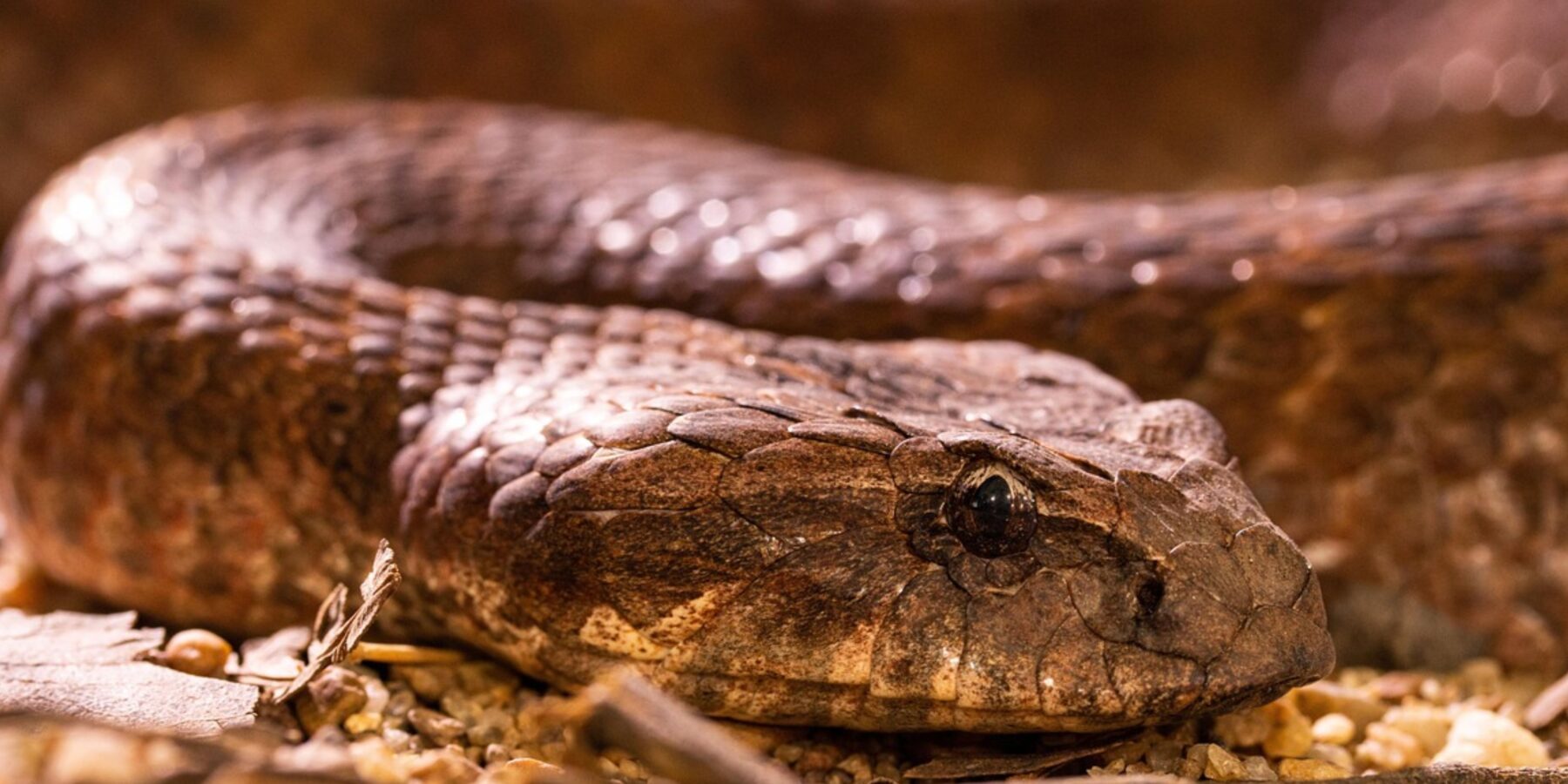 На Львівщини випустили у дику природу сім’ю гадюк