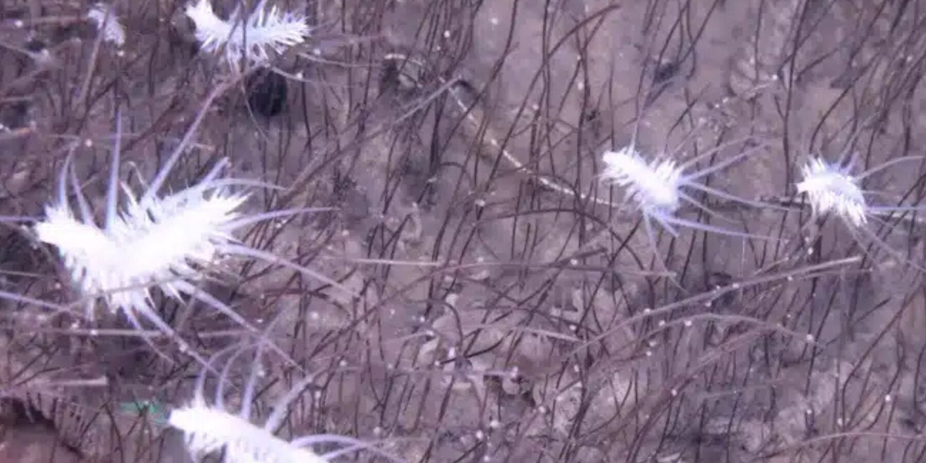 У найглибшій точці Світового океану знайшли раніше невідому форму життя