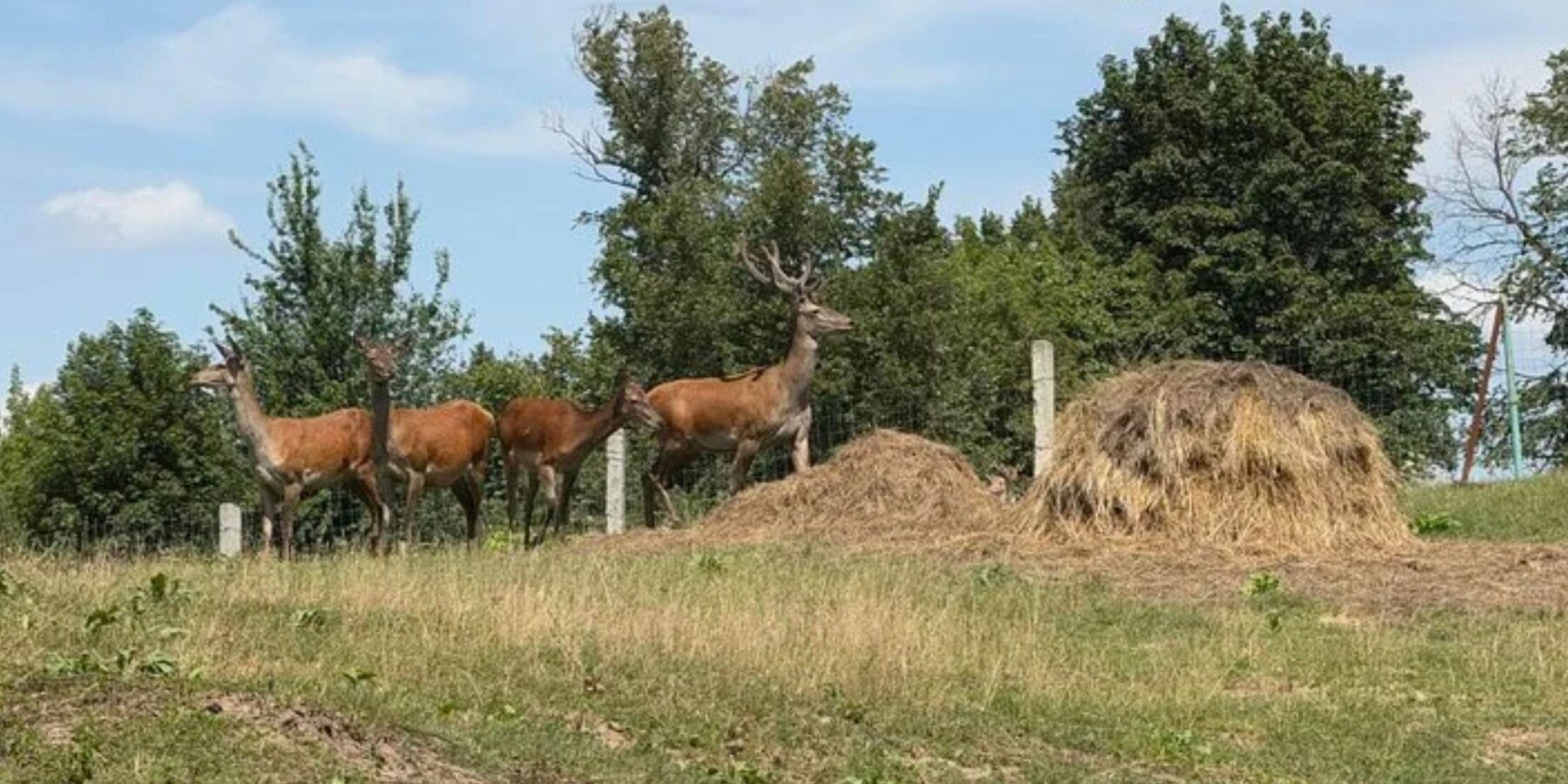 На Сумщині створили зоопарк, де живуть олені та лані